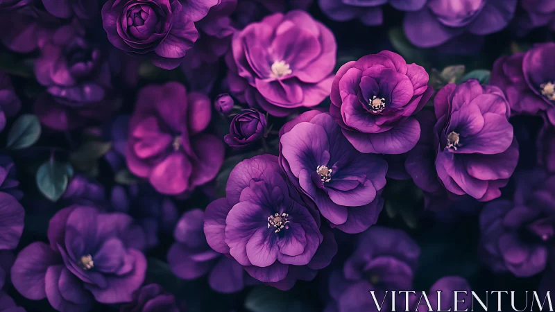 Vibrant Purple Peonies and Roses Displayed in Lush Botanical Arrangement.