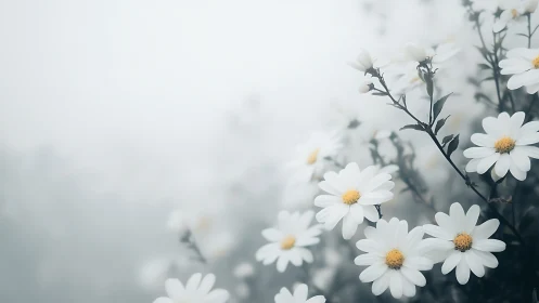 Whispered Petals: Delicate Daisies Dancing in Dreamy Mist.