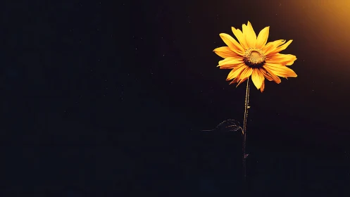 Golden sunflower glows against deep minimalist night sky.