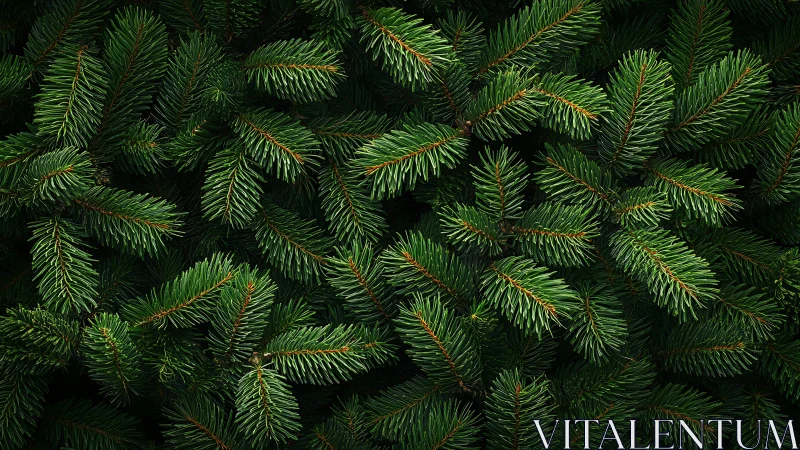 Evergreen pine branches create a calm, forest-inspired scene