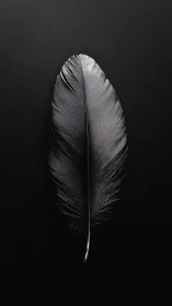 Single dark feather is centered on uniform black background