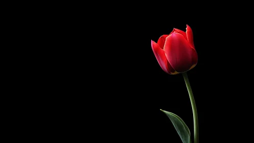 Radiant Red Tulip: A Solitary Bloom Against Midnight.