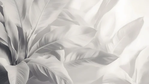 Monochrome banana leaves form soft layered botanical study