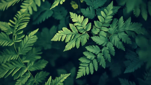 Tender green fern leaves spreading gentle forest calm.