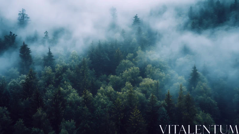 Coniferous forest landscape obscured by atmospheric fog and mist