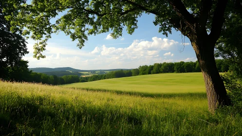 Shaded foreground tree frames sunlit meadow and distant hills