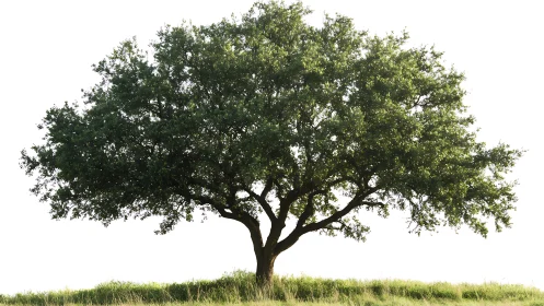 Majestic Lone Oak Tree on Grassy Field, Natural Minimalist Style.