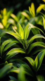 Tropical foliage glows under soft directional sunlight.