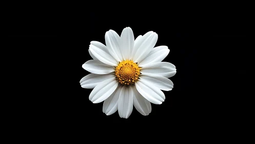 White Daisy with Yellow Center on Black Background.