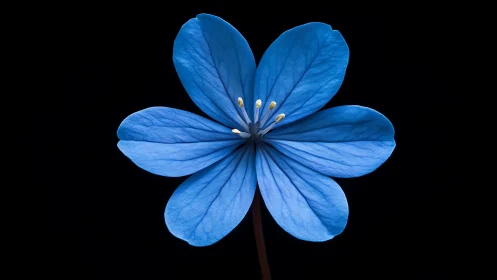 Delicate Blue Flower Petals Against Black Background.