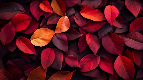 Warm autumn leaves glowing in rich reds and soft golds.