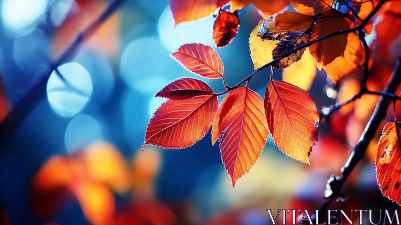 Glowing autumn leaves against dreamy blue forest light.
