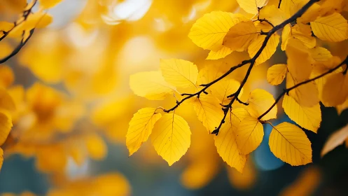 Golden hush of autumn leaves suspended in gentle light.