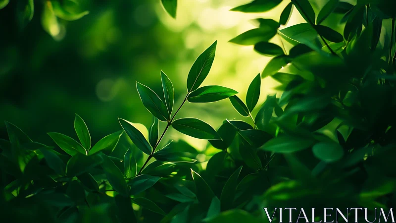 Sunlit Green Leaves in Soft Focus Nature Photography.