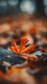 Crisp maple leaf on wet stone, shallow depth autumn macro study.