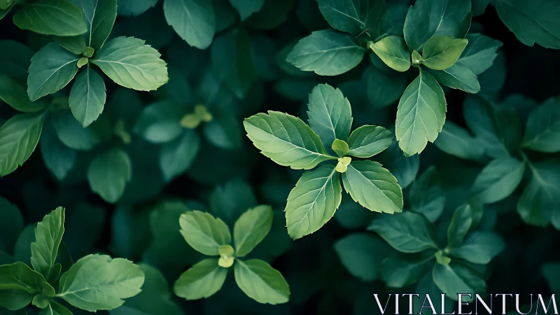 Emerald leaf whorls quietly spin in a soft forest hush