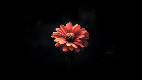 Coral Dahlia Bloom Against Darkness. Botanical Study.