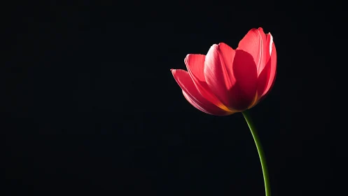Solitary tulip leans into darkness and sings with light