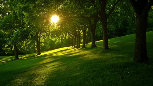 Sunlight streaming through lush green trees in serene park landscape.