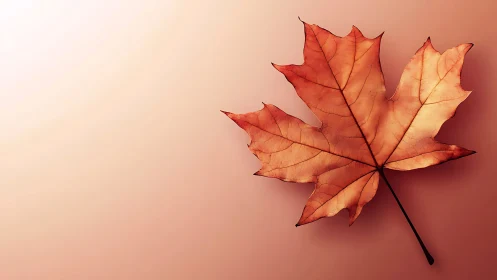 Single maple leaf on rose gradient background, high detail