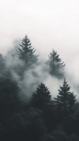 Fog covered conifer forest with layered treetops in mist.