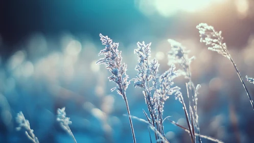 Frost covered grass stems stand in sharp focus at sunrise