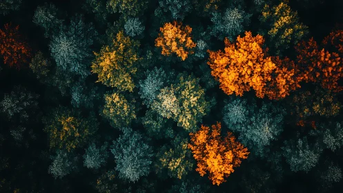 Forest canopy paints bright constellations in shifting seasons