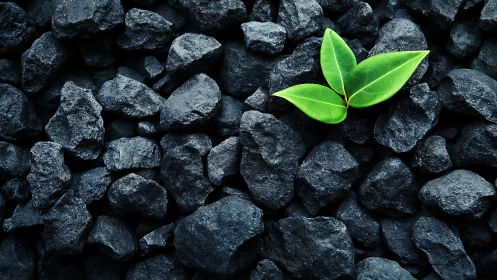 Bright green leaves growing on black coal stones, nature contrast.