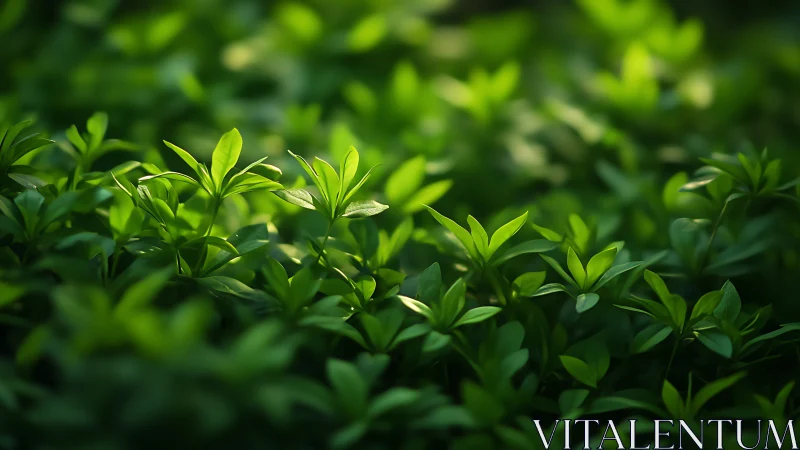 Shallow depth-of-field study of young green foliage in soft light