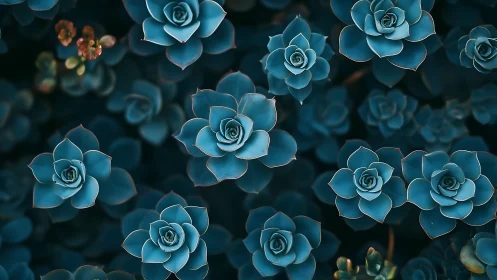 Aerial view of blue-toned succulent plants arranged densely.