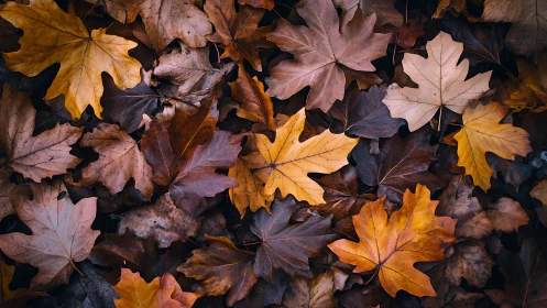 Overlapping maple leaves form a dense multicolored ground layer