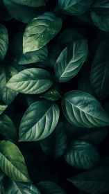 Moody green foliage in dramatic low key lighting.