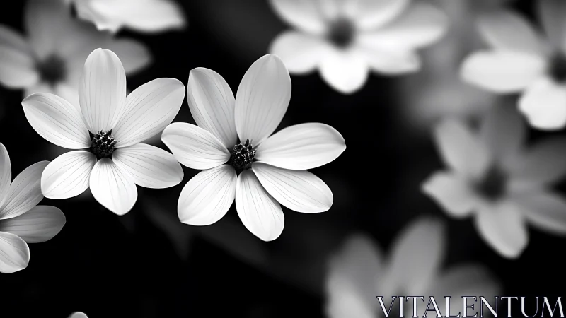 Black and White Flowers with Detailed Petal Structure Against Dark Background