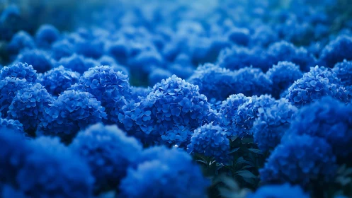 Vibrant Blue Hydrangea Blossoms in Full Bloom.