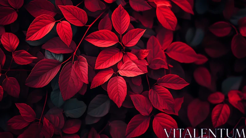 High-contrast macro study of crimson foliage under directional light