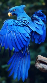 Blue parrot spreads vivid wings against soft forest bokeh