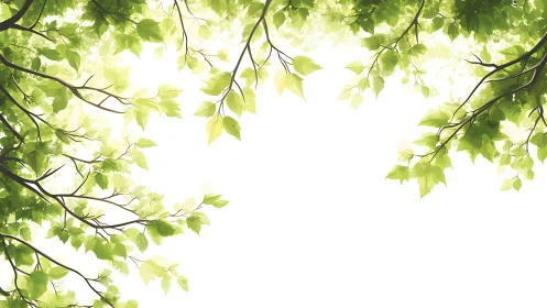 Sunlit green canopy gently framing a peaceful open sky.