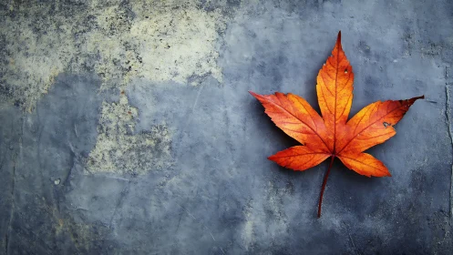 Single maple leaf on weathered blue concrete background