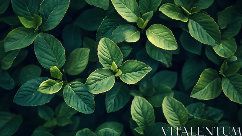 Gentle green leaves soaking in soft, peaceful light.