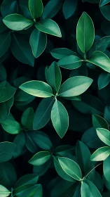 Dense arrangement of green leaves in overhead view.
