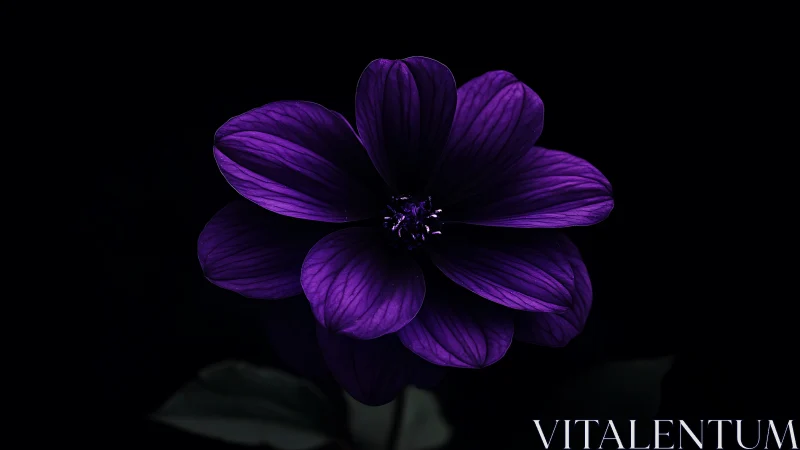 Purple Cosmos Flower Blooms Against Dramatic Black Background