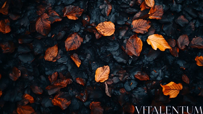 Burnished autumn leaves scatter over deep charcoal soil.