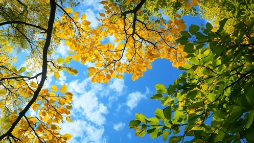 Autumn and summer leaves against blue sky in vibrant nature scene.