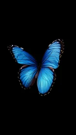 Iridescent blue butterfly with spread wings on black background