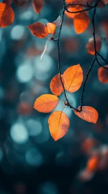 Orange autumn leaves hang sharply focused against teal bokeh