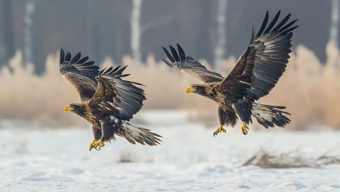 Two majestic eagles landing in snowy wilderness, wildlife photography.