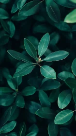 Photorealistic overhead study of deep green foliage pattern.