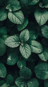 Quiet mint leaves resting under gentle morning raindrops.