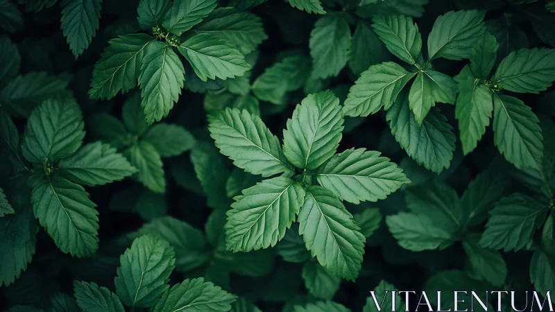Lush Green Leaves Close-Up in Natural Light, Botanical Photography.