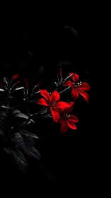 Red Geranium Blooms Against Darkness: Striking Contrast